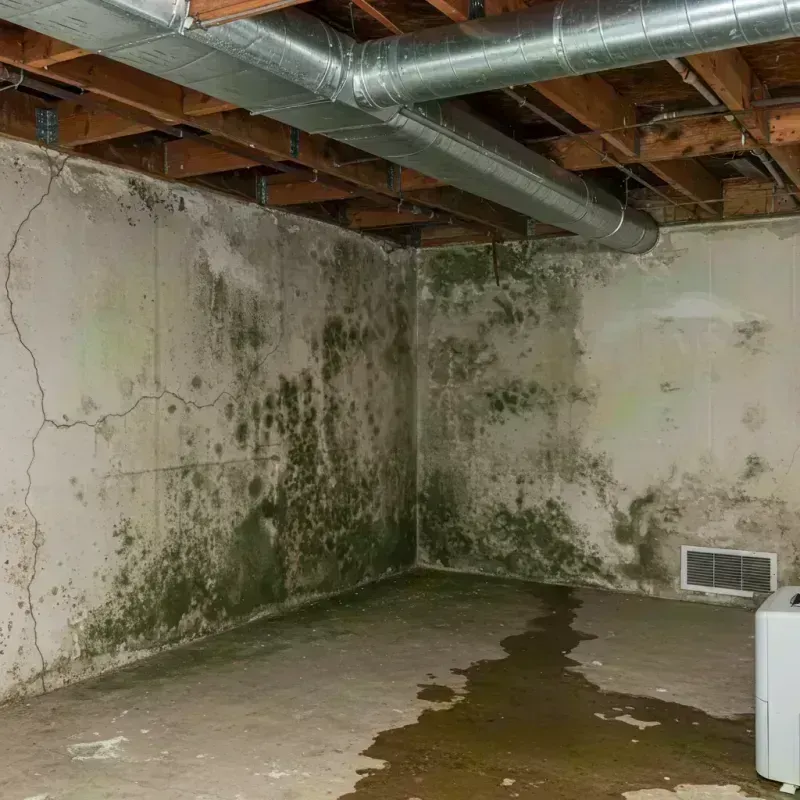 Professional Mold Removal in Camillus, NY